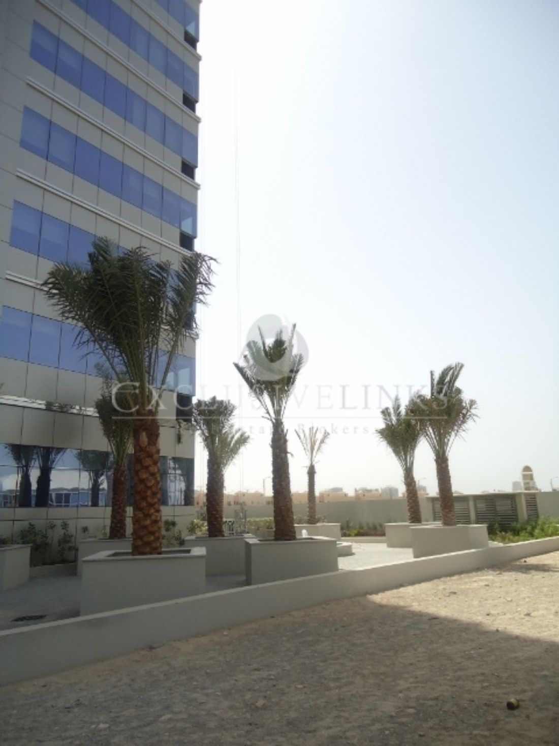 The spirit palmtrees - Exclusive Links - Exclusive Links